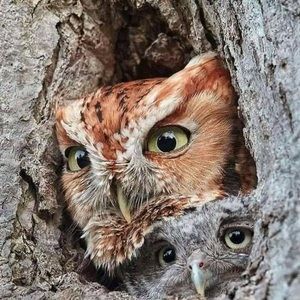 Meet your Posher, Rudy daniel